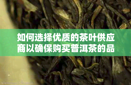 如何选择优质的茶叶供应商以确保购买普洱茶的品质