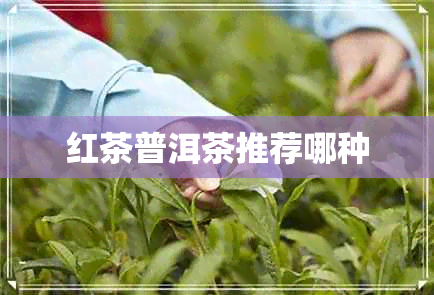 红茶普洱茶推荐哪种