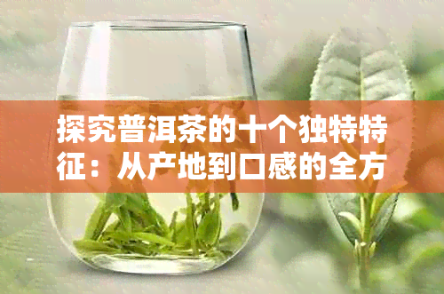 探究普洱茶的十个独特特征：从产地到口感的全方位解析