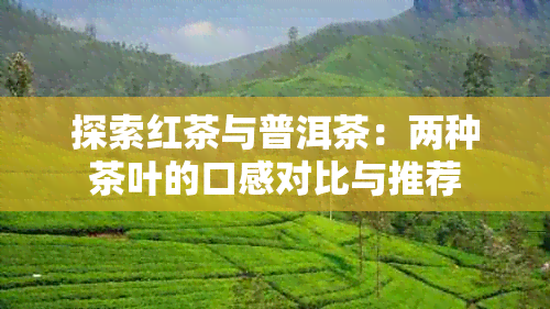 探索红茶与普洱茶：两种茶叶的口感对比与推荐