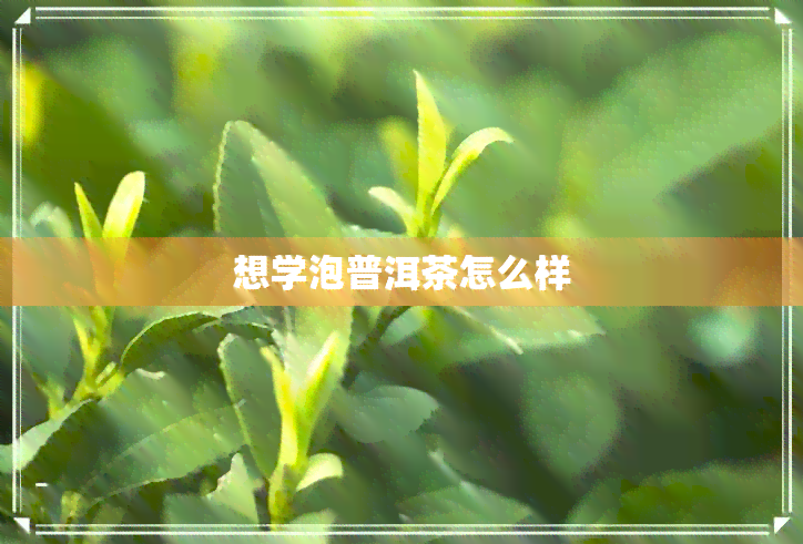 想学泡普洱茶怎么样