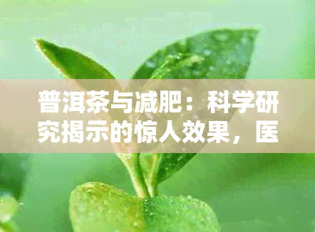 普洱茶与减肥：科学研究揭示的惊人效果，医生的建议与实战案例分享