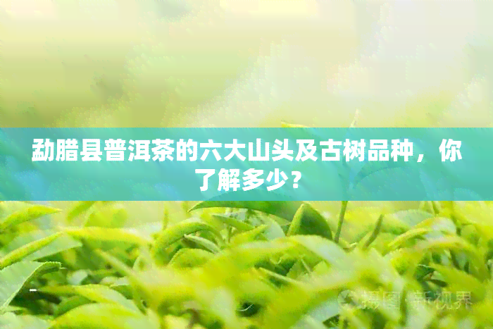 勐腊县普洱茶的六大山头及古树品种，你了解多少？