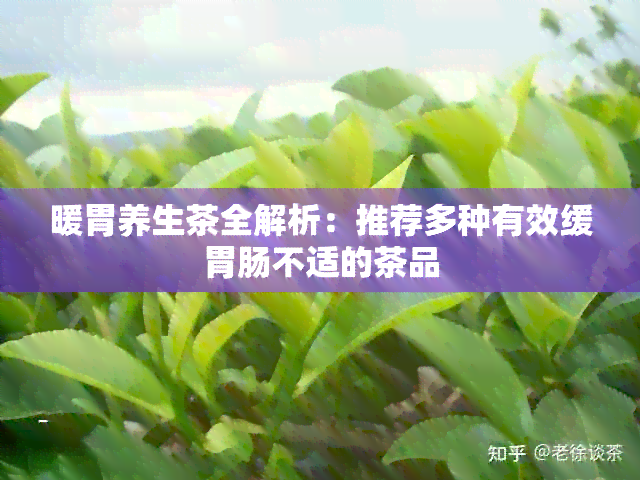 暖胃养生茶全解析：推荐多种有效缓胃肠不适的茶品