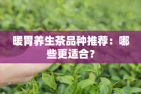 暖胃养生茶品种推荐：哪些更适合？