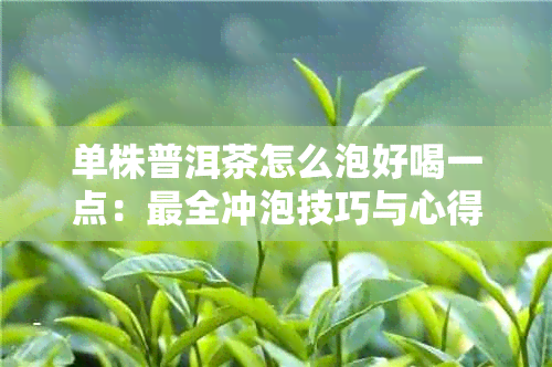 单株普洱茶怎么泡好喝一点：最全冲泡技巧与心得