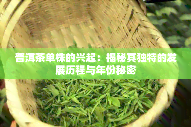 普洱茶单株的兴起：揭秘其独特的发展历程与年份秘密