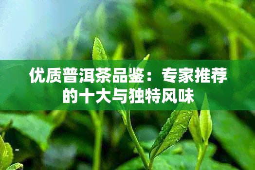 优质普洱茶品鉴：专家推荐的十大与独特风味