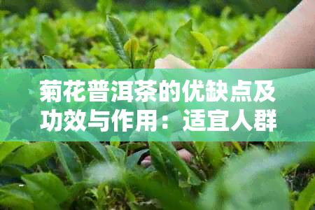 菊花普洱茶的优缺点及功效与作用：适宜人群与食用方法全解析