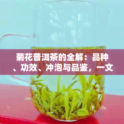 菊花普洱茶的全解：品种、功效、冲泡与品鉴，一文让你了解所有信息