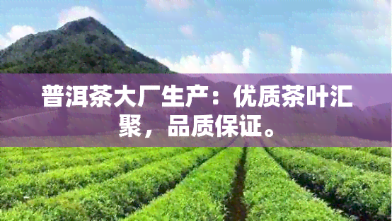 普洱茶大厂生产：优质茶叶汇聚，品质保证。