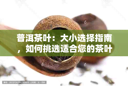 普洱茶叶：大小选择指南，如何挑选适合您的茶叶？