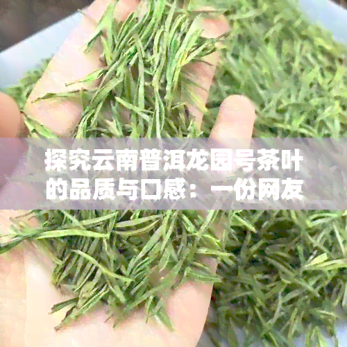 探究云南普洱龙园号茶叶的品质与口感：一份网友评测指南