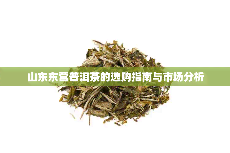 山东东营普洱茶的选购指南与市场分析