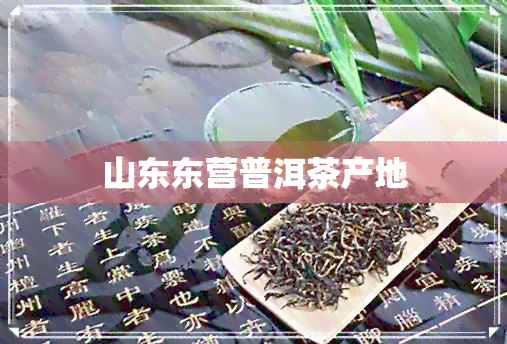 山东东营普洱茶产地