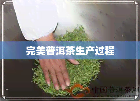 完美普洱茶生产过程