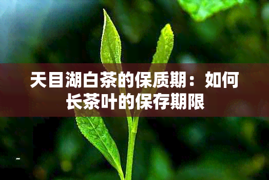 天目湖白茶的保质期：如何长茶叶的保存期限