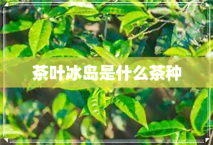 茶叶冰岛是什么茶种