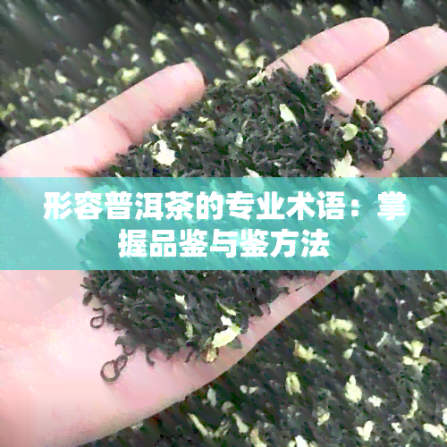 形容普洱茶的专业术语：掌握品鉴与鉴方法