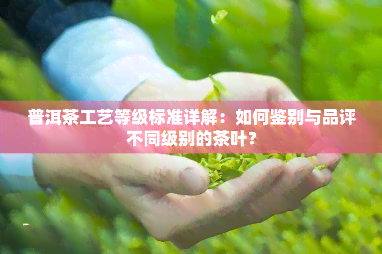 普洱茶工艺等级标准详解：如何鉴别与品评不同级别的茶叶？