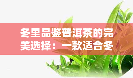 冬里品鉴普洱茶的完美选择：一款适合冬天的好喝茶