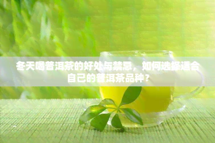 冬天喝普洱茶的好处与禁忌，如何选择适合自己的普洱茶品种？