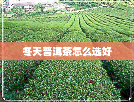 冬天普洱茶怎么选好