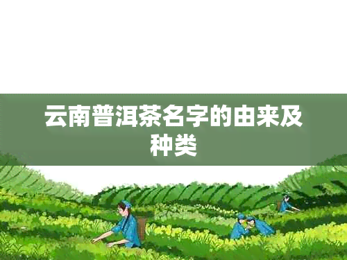 云南普洱茶名字的由来及种类