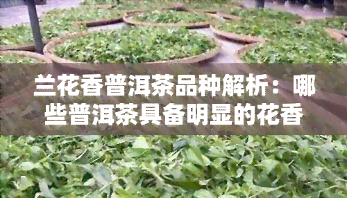 兰花香普洱茶品种解析：哪些普洱茶具备明显的花香特点？