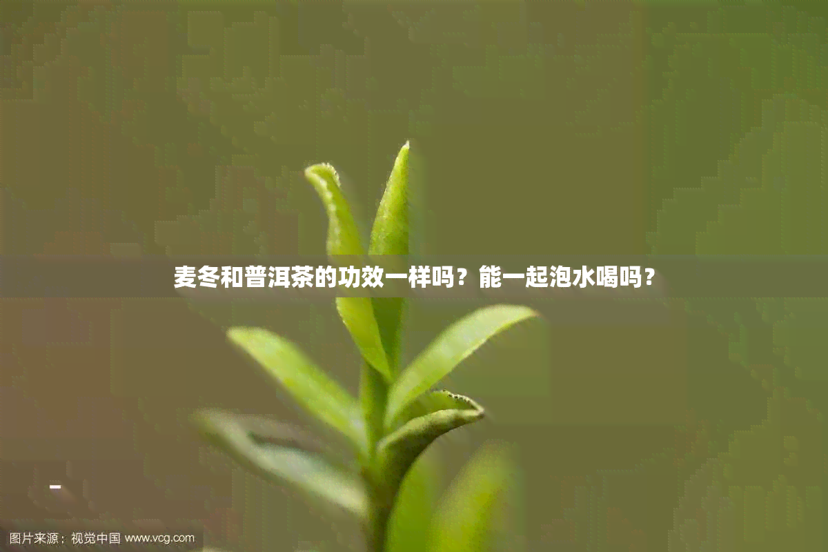 麦冬和普洱茶的功效一样吗？能一起泡水喝吗？