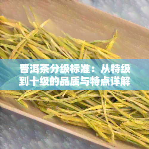 普洱茶分级标准：从特级到十级的品质与特点详解