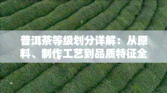 普洱茶等级划分详解：从原料、制作工艺到品质特征全方位解析