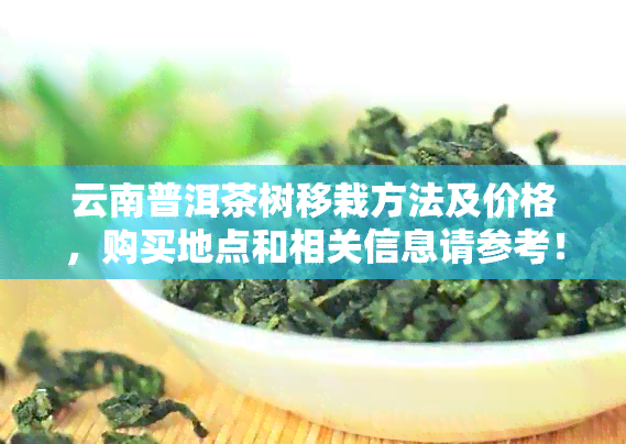 云南普洱茶树移栽方法及价格，购买地点和相关信息请参考！