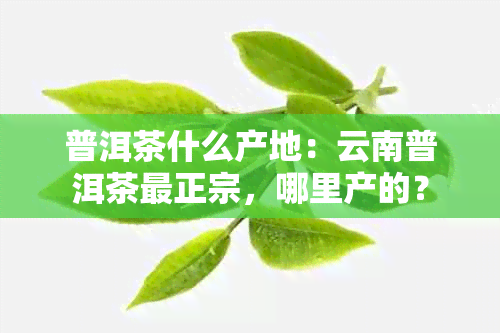 普洱茶什么产地：云南普洱茶最正宗，哪里产的？