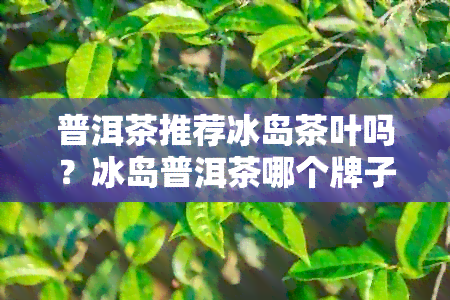 普洱茶推荐冰岛茶叶吗？冰岛普洱茶哪个牌子好？为什么普洱茶推荐冰岛茶叶？