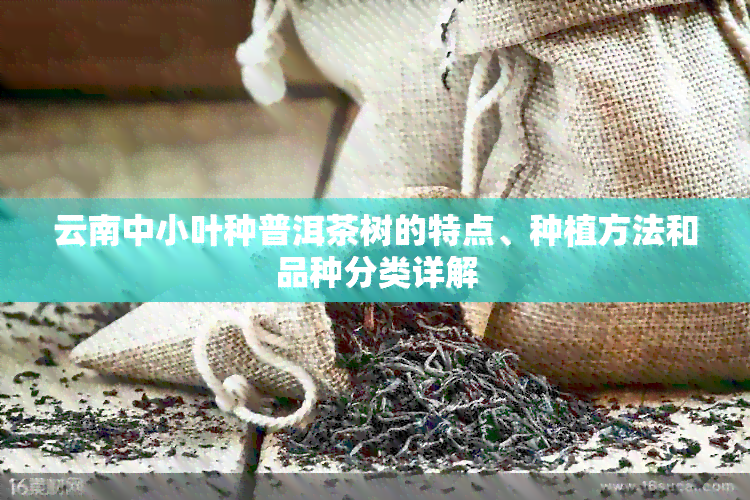 云南中小叶种普洱茶树的特点、种植方法和品种分类详解