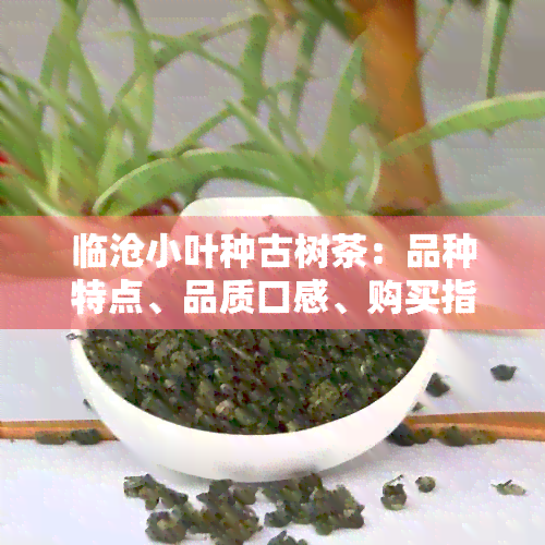 临沧小叶种古树茶：品种特点、品质口感、购买指南与品鉴技巧一应俱全