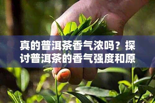 真的普洱茶香气浓吗？探讨普洱茶的香气强度和原因