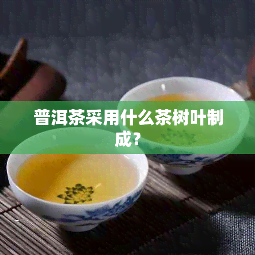 普洱茶采用什么茶树叶制成？