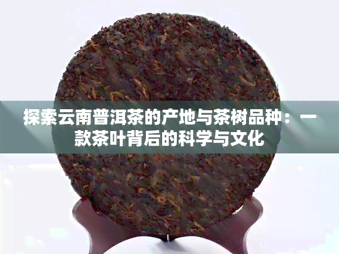 探索云南普洱茶的产地与茶树品种：一款茶叶背后的科学与文化