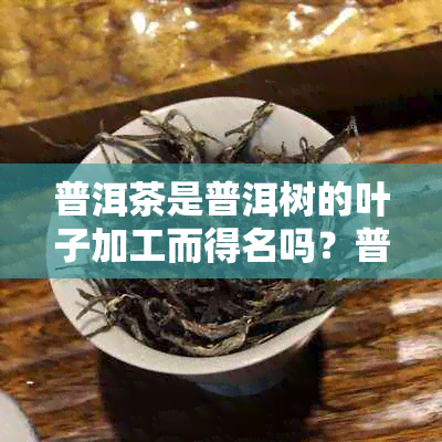 普洱茶是普洱树的叶子加工而得名吗？普洱茶是大叶子还是小叶子的？