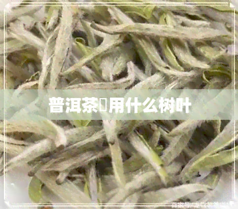 普洱茶釆用什么树叶