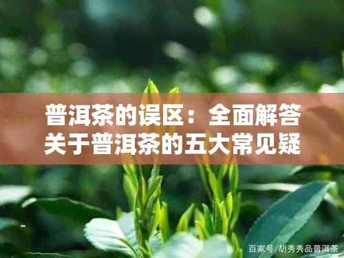 普洱茶的误区：全面解答关于普洱茶的五大常见疑问