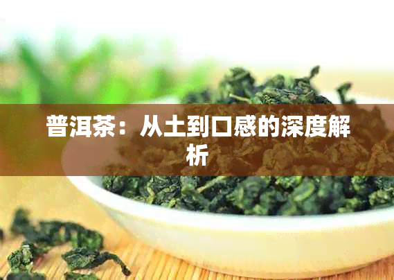 普洱茶：从土到口感的深度解析