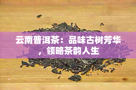 云南普洱茶：品味古树芳华，领略茶韵人生