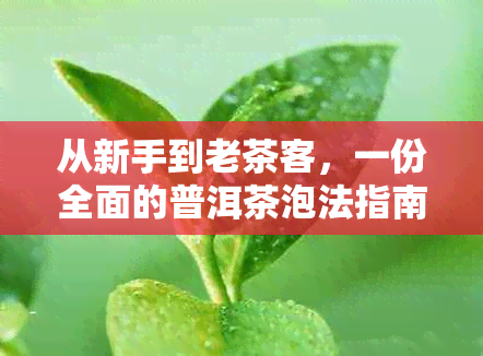 从新手到老茶客，一份全面的普洱茶泡法指南，让你轻松掌握泡茶技巧