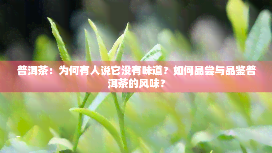 普洱茶：为何有人说它没有味道？如何品尝与品鉴普洱茶的风味？