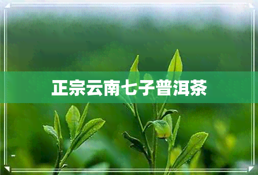 正宗云南七子普洱茶