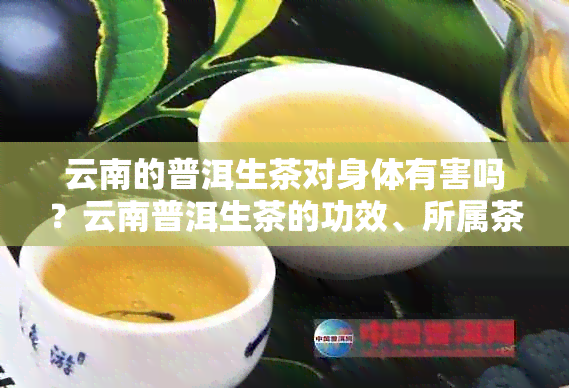 云南的普洱生茶对身体有害吗？云南普洱生茶的功效、所属茶类及与熟茶的区别