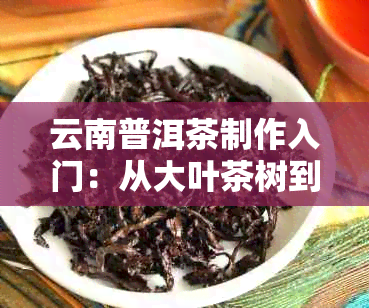 云南普洱茶制作入门：从大叶茶树到醇和口感的全方位了解